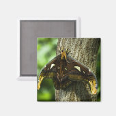 Attacus Atlas Magnet (Recto/Verso)