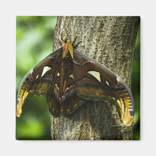 Attacus Atlas Magnet Magneet