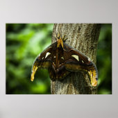 Attacus Atlas Print (Voorkant)