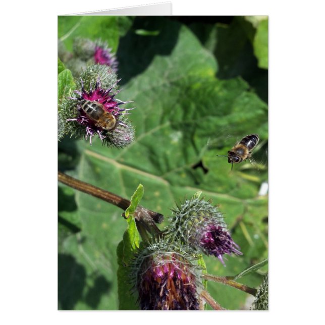 attends-moi (Devant)