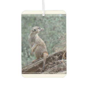 Attentie Meerkat Luchtverfrisser