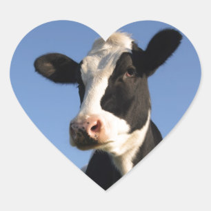 Attentiele koe hart sticker