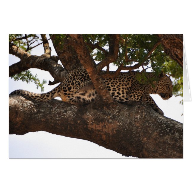 Attentif (Devant horizontal)