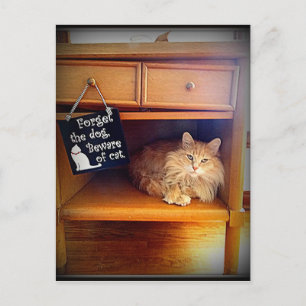 attention à la carte postale de chat