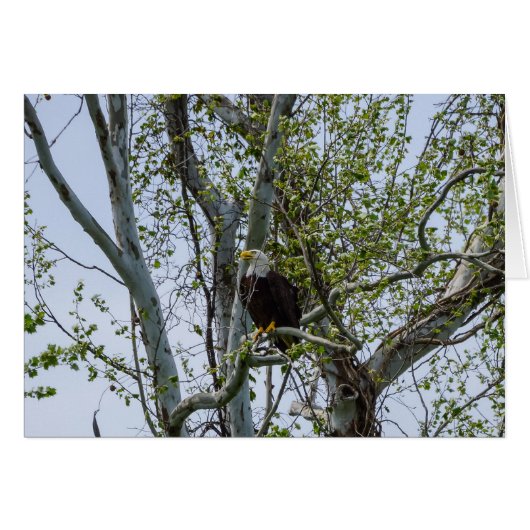 Attention aux aigles (Devant Horizontal)
