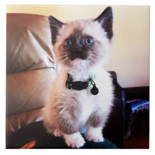 Attentive Cute Siamese Kat Fotografie van dieren Tegeltje