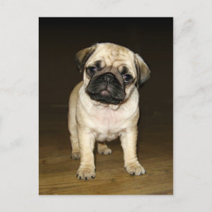 Attentive Pug Postcard Briefkaart