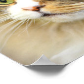 Attentive Ragamuffin Cat Poster (Hoek)