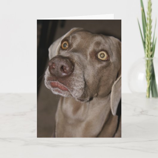 Attentive Weimaraner Kaart (Voorkant)