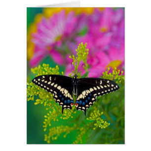 Atterrissage à queue nue