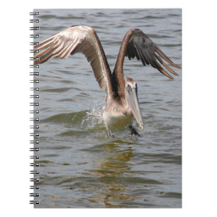 Atterrissage du pélican dans le Carnet aquatique