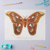 Atticus atlasmot tissuepapier (Craft)