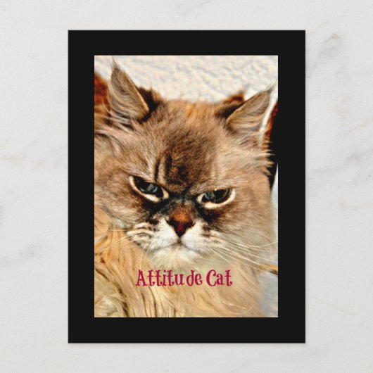 Attitude Cat Briefkaart (Voorkant)