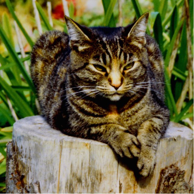 Attitude Cat Staand Fotobeeldje (Voorkant)