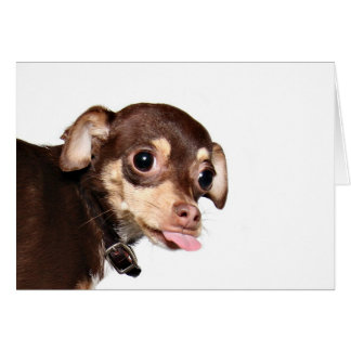 attitude chihuahua