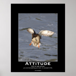 Attitude Mallard Canard Motivation Affiches