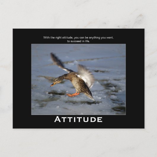 Attitude Mallard Duck Motivatie Briefkaarten (Voorkant)