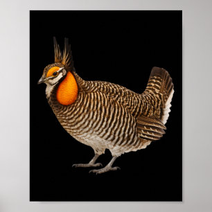 Attwaters Prairie Kip Kuiken Vogel Natuur Natuur Poster