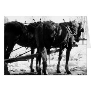 Au Hitching Post Hiver Chevaux Amish