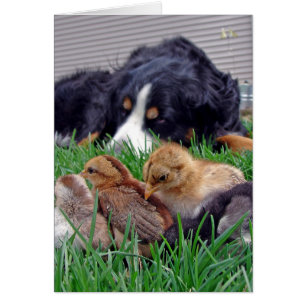 Au travail Bernese Mountain Dog Gaurds Baby Chicks