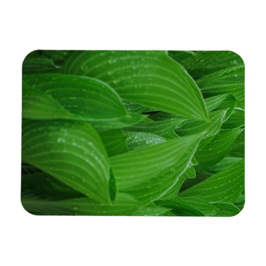 Auberges avec Raindrops Flexible Magnet (Horizontal)