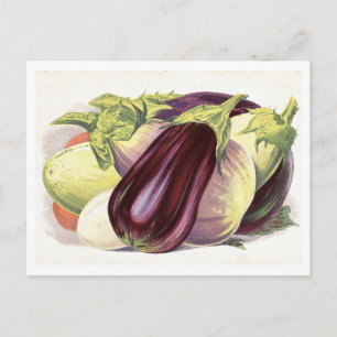 Aubergine botanische illustratie briefkaart