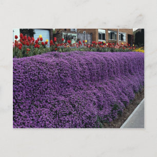Aubreitta bank met Alyssum saxatile en tulpen Briefkaart