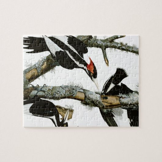 Aububon's Ivory-bult Woodpecker in Ash Tree Legpuzzel (Horizontaal)