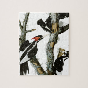 Aububon's Ivory-bult Woodpecker in Ash Tree Legpuzzel