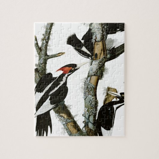 Aububon's Ivory-bult Woodpecker in Ash Tree Legpuzzel (Verticaal)