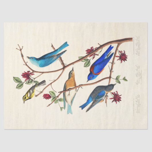 Audobon Bird ephemera tissue paper Tissuepapier (Voorkant)