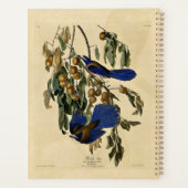 Audobon - Florida Jay, (Dos)
