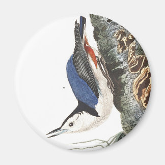 Audobon White-Breasted Nuthatch (zwart afgedekt) Magneet
