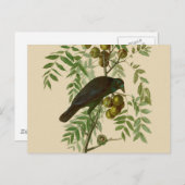 Audubon American Crow Black Bird Briefkaart (Voorkant / Achterkant)