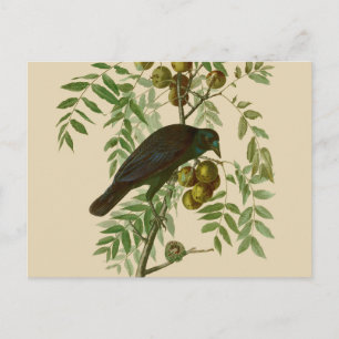 Audubon American Crow Black Bird Briefkaart