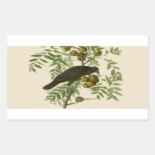 Audubon American Crow Black Bird Rechthoekige Sticker