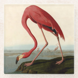 Audubon American Flamingo Glazen Onderzetter