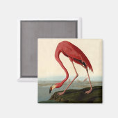 Audubon American Flamingo Magneet (Voorkant / Achterkant)