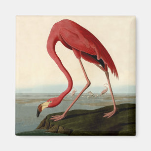 Audubon American Flamingo Magneet