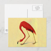 Audubon American Flamingo Painting Briefkaart (Voorkant / Achterkant)