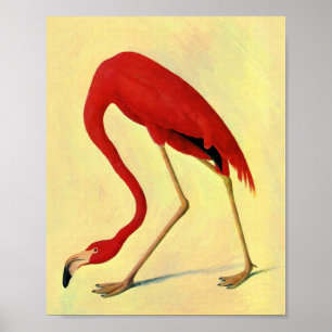 Audubon American Flamingo Painting Poster