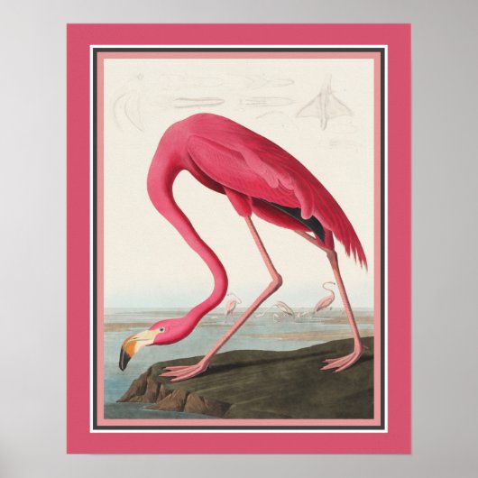 Audubon American Flamingo Poster (Voorkant)