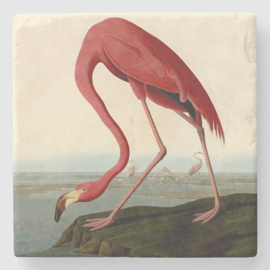 Audubon American Flamingo Stenen Onderzetter (Voorkant)