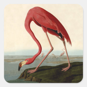 Audubon American Flamingo Vierkante Sticker