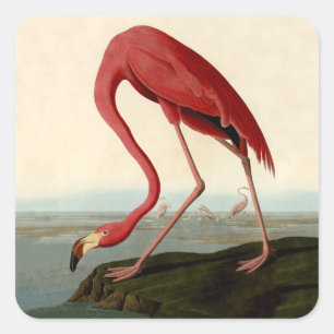 Audubon American Flamingo Vierkante Sticker