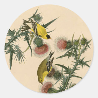  Audubon American Goldfinch Bird Painting Ronde Sticker