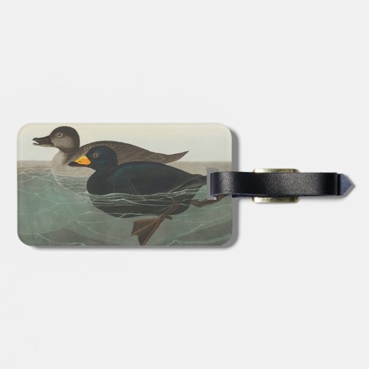 Audubon American Scoter Duck Classic Bagagelabel (Achterkant horizontaal)