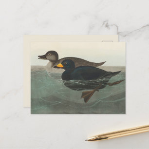 Audubon American Scoter Duck Classic Briefkaart