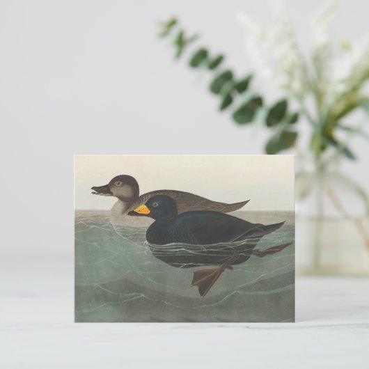 Audubon American Scoter Duck Classic Briefkaart (Staand voorkant)