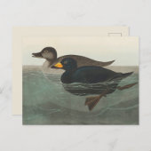 Audubon American Scoter Duck Classic Briefkaart (Voorkant / Achterkant)